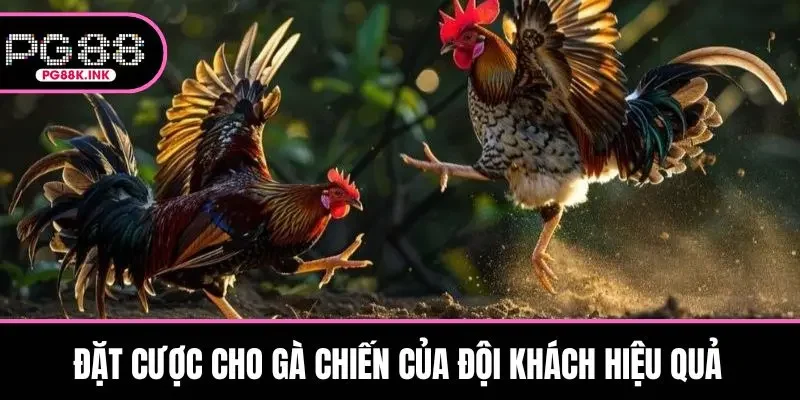 Đặt cược cho gà chiến của đội khách hiệu quả