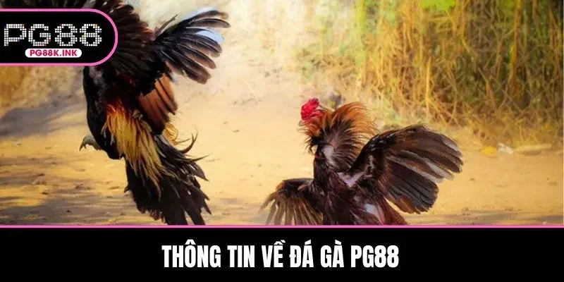 Thông tin về đá gà PG88