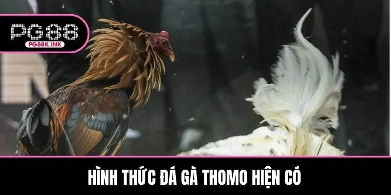 Điểm danh hình thức đá gà Thomo hiện có tại sới trường quốc tế