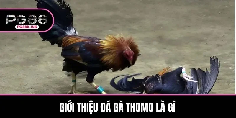 Giới thiệu đá gà Thomo là gì chuẩn xác đến người chơi
