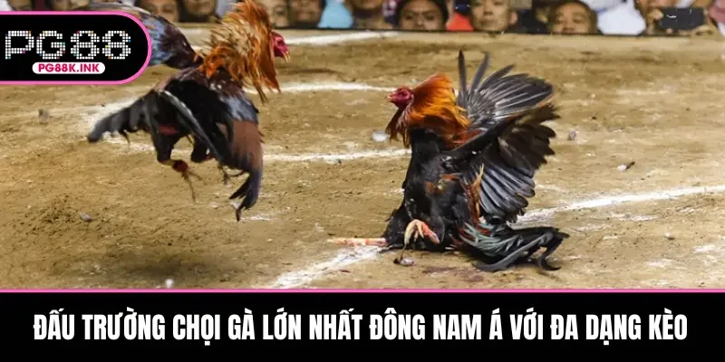 Đấu trường chọi gà lớn nhất Đông Nam Á với đa dạng kèo